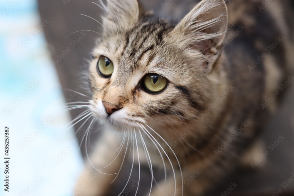 portrait of a cat portrait of a cat