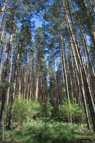 Pine forest in summer background vertical