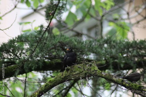 blackbird on a tree
