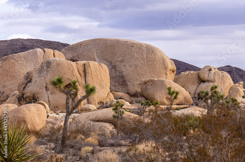 Joshua Tree National Park, CA, USA - December 30, 2012: Closeup of group of beige boulders with namesake tree and dried shrub in front under rain promising cloudscape. © Klodien