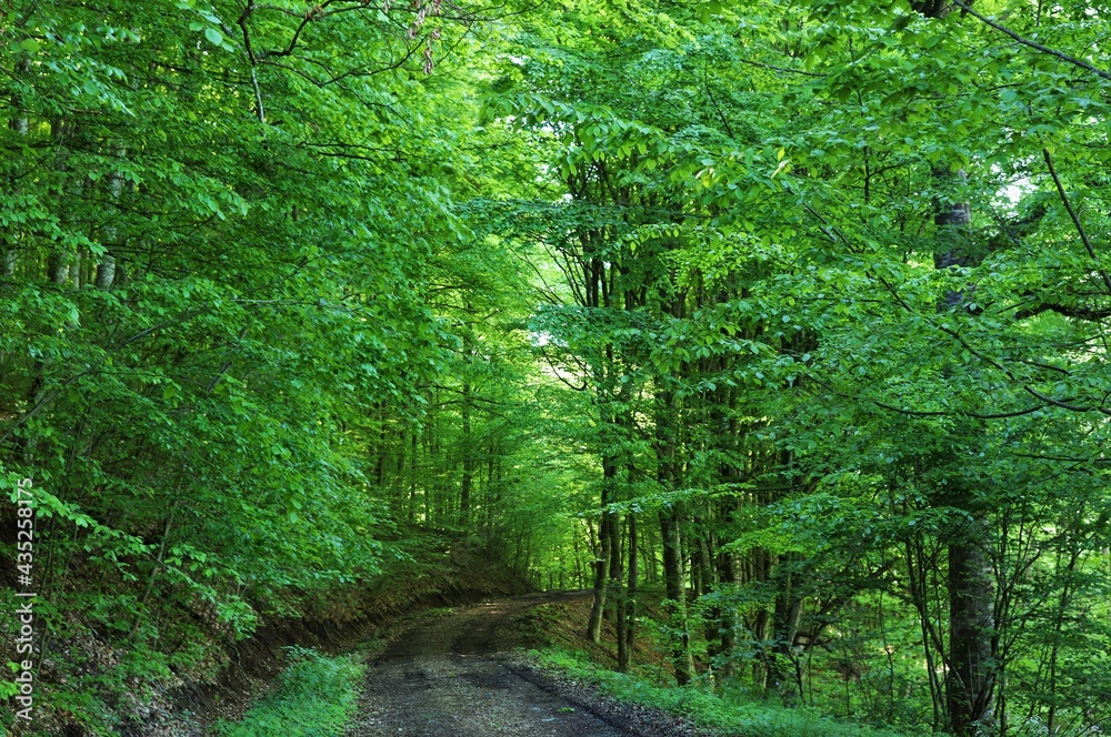 Obraz premium a dirt road in the woods