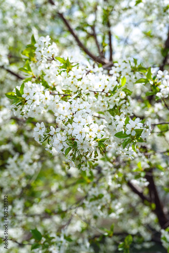 Flowering apple tree. Close-up of branch of blossoming apple tree background, selective soft focus. Space for text. Template for postcards.