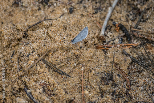 Small blue butterfly