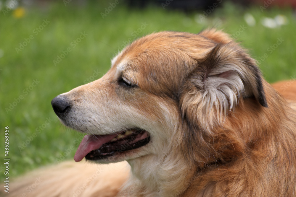 Portraitaufnahme von einem Mischlingshund aus Rumänien im Garten zur Frühlingszeit