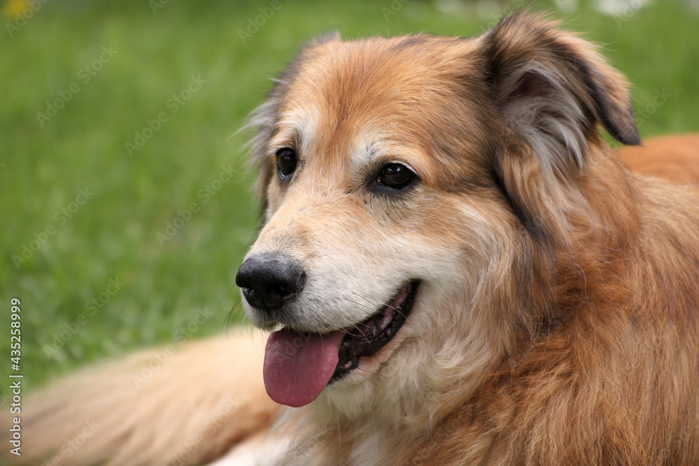 Portraitaufnahme von einem Mischlingshund aus Rumänien im Garten zur Frühlingszeit Portraitaufnahme von einem Mischlingshund aus Rumänien im Garten zur Frühlingszeit