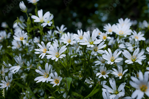 Fototapeta Naklejka Na Ścianę i Meble -  Białe kwiaty na polanie