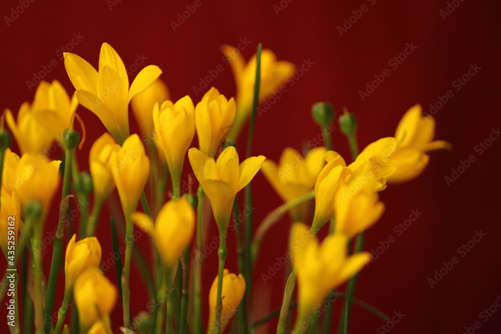 Flower- Zephyranthes Citrina beautiful background for seasons greetings. Beautiful background of yellow flower for seasons greetings