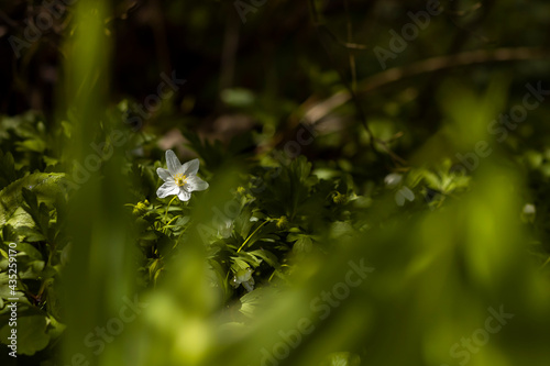 white single flower on green background