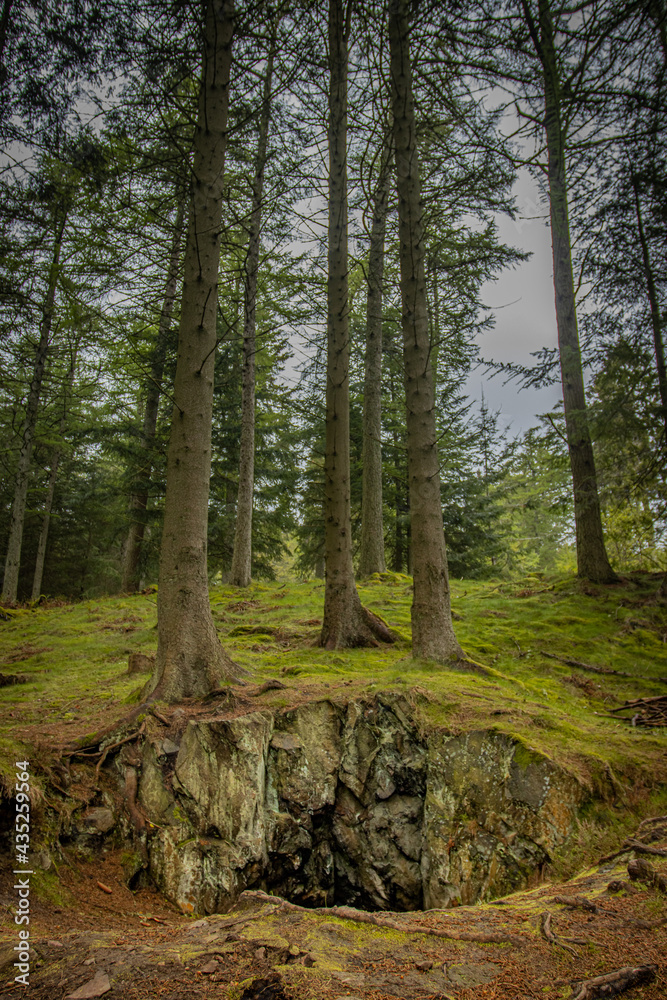 Fototapeta premium forest / las
