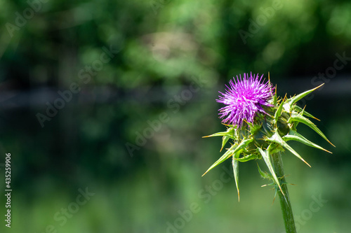 Onopordum acanthium L. A hornet plant with miraculous health benefits. Selective focus.