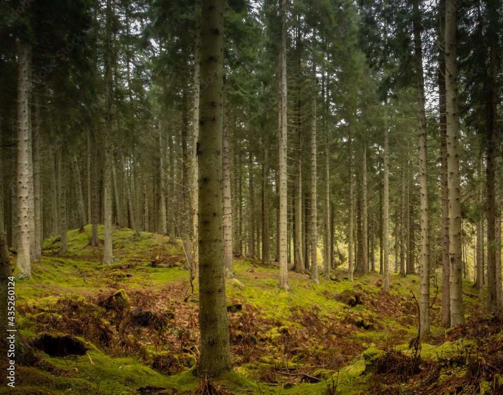 Obraz premium forest / las
