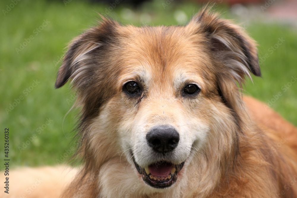 Portraitaufnahme von einem Mischlingshund aus Rumänien im Garten zur Frühlingszeit Portraitaufnahme von einem Mischlingshund aus Rumänien im Garten zur Frühlingszeit