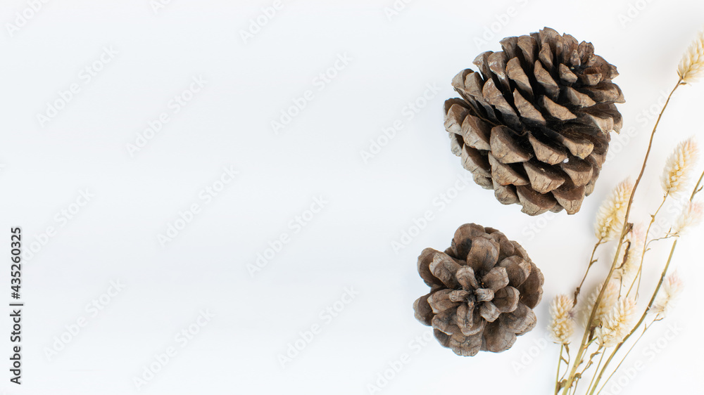 Pine cones on white background Pine cones on white background