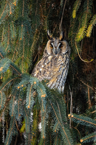 Adult long-eared owl, asio otus, with beautiful orange eyes and plumage perched on the tree. Lesser horned owl sitting on branch with needles. Nocturnal bird looking and hunting on sunlight. photo