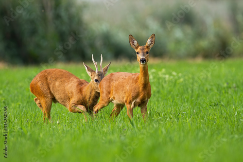 Rutting roe deer, capreolus capreolus, with antlers smelling doe on the sunny green meadow in summer. A pair of wild animals touching in the grass. Mammal couple pairing on the open grassland.