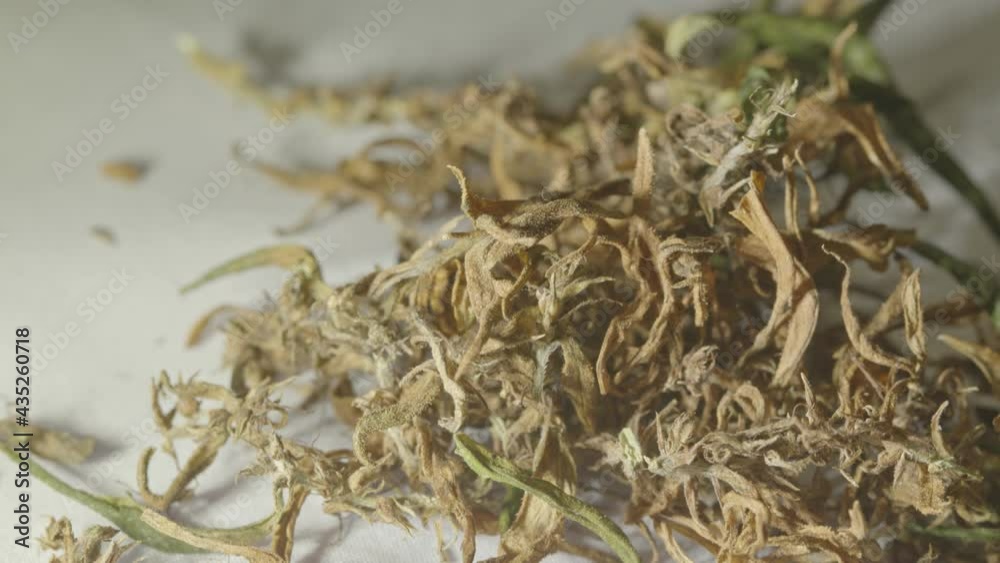 Dry marijuana flowers and seeds to extract CBD..Cannabis flowers and seeds contain CBD when fully grown..stock footage in herb medical concept. Dry marijuana flowers and seeds to extract CBD..Cannabis flowers and seeds contain CBD when fully grown..stock footage in herb medical concept.