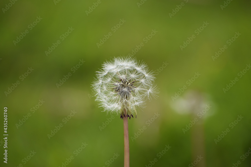 dandelion on green background