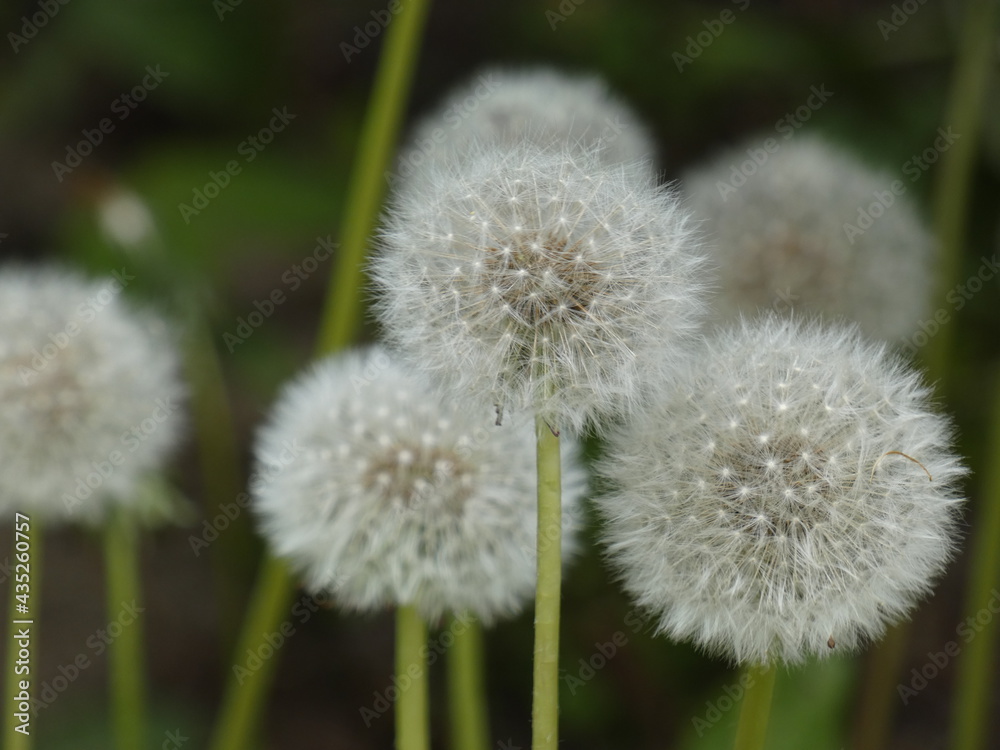 Dandelion seedheads (Taraxacum officinale) on the meadow, Gdansk, Poland Dandelion seedheads (Taraxacum officinale) on the meadow, Gdansk, Poland
