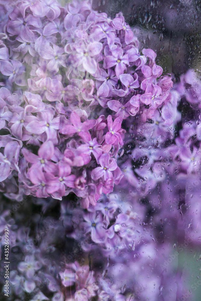 light background wallpaper watercolor lilac drops on glass greenhouse