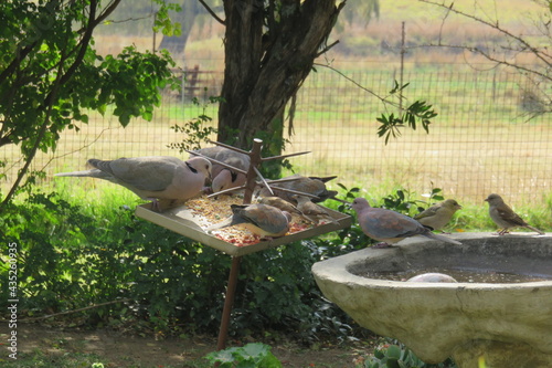 A closeup photograph of a flock of doves and finches eating wild bird seed from a spiked metal bird feeder in a garden with trees and green grass and plants in the background, in South Africa 