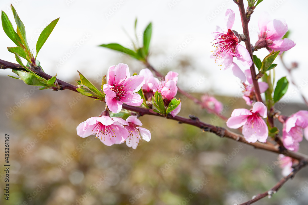 Obraz premium Peach blossom. Close-up of beautiful pink peach flowers against the sky, selective soft focus. Abstract natural background.