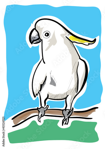 white parrot on the blue