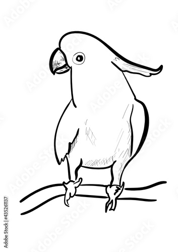 white parrot on thwe white
