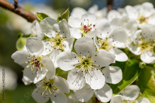 White apple flowers on a beautiful sunny day