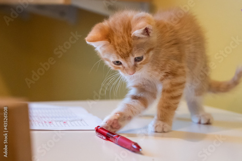 yellow kitten playing with pen on desk