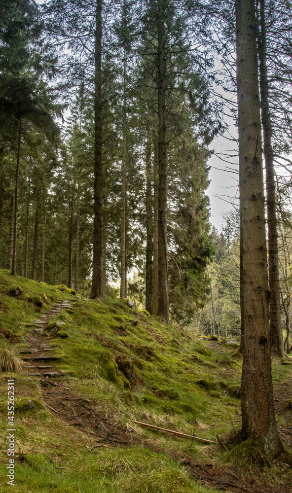 Fototapeta premium forest / las
