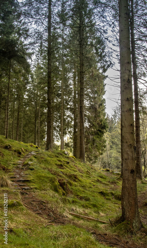 Fototapeta Naklejka Na Ścianę i Meble -  forest / las