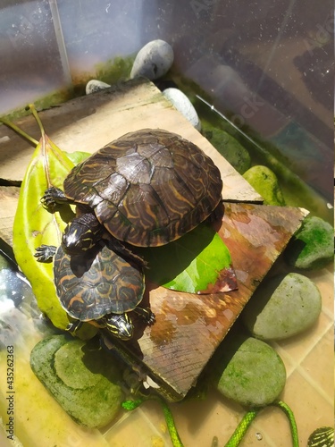 Two little turtles in the water 