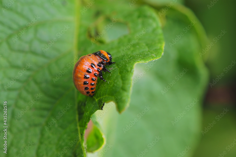 One larva of a Colorado potato beetle crawls on a pitted potato leaf. Close-up. A bright illustration on the theme of protecting agricultural plants from bugs and pests. Macro One larva of a Colorado potato beetle crawls on a pitted potato leaf. Close-up. A bright illustration on the theme of protecting agricultural plants from bugs and pests. Macro