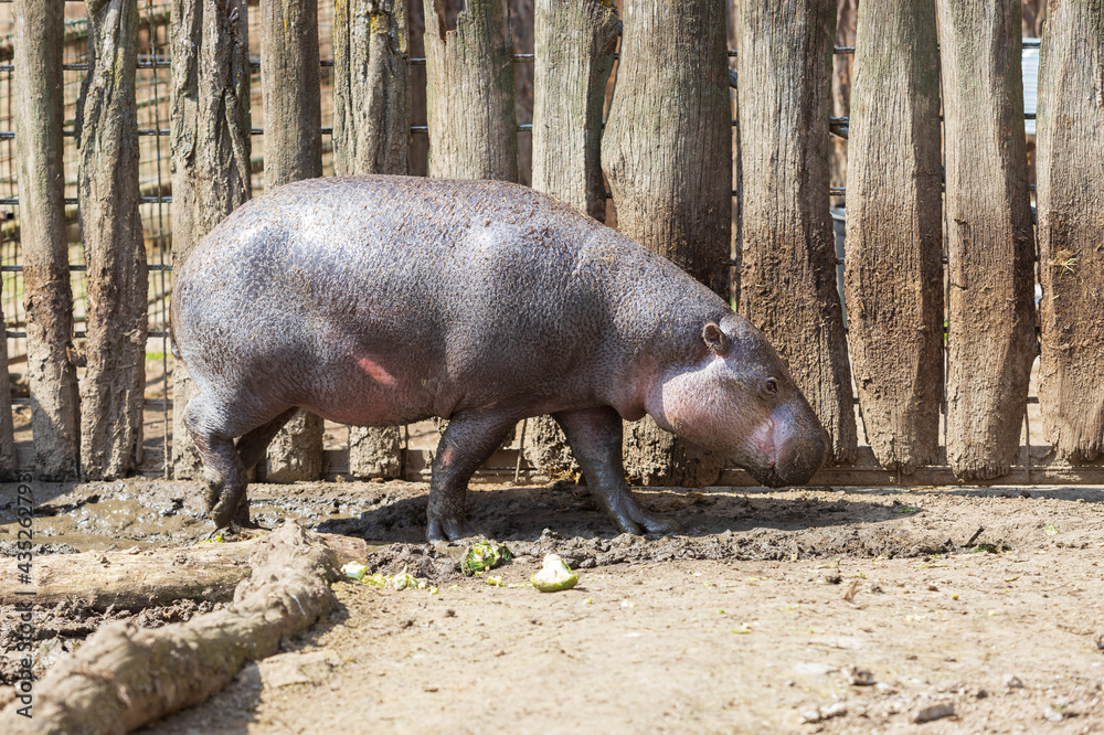 The little Liberian Hippopotamus stands by a wooden fence. The little Liberian Hippopotamus stands by a wooden fence.