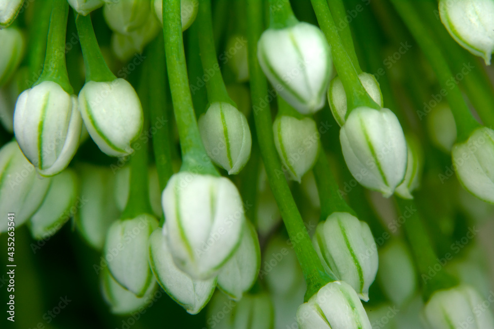 Green onion seeds. Close Up Onion flower on natural background Green onion seeds. Close Up Onion flower on natural background