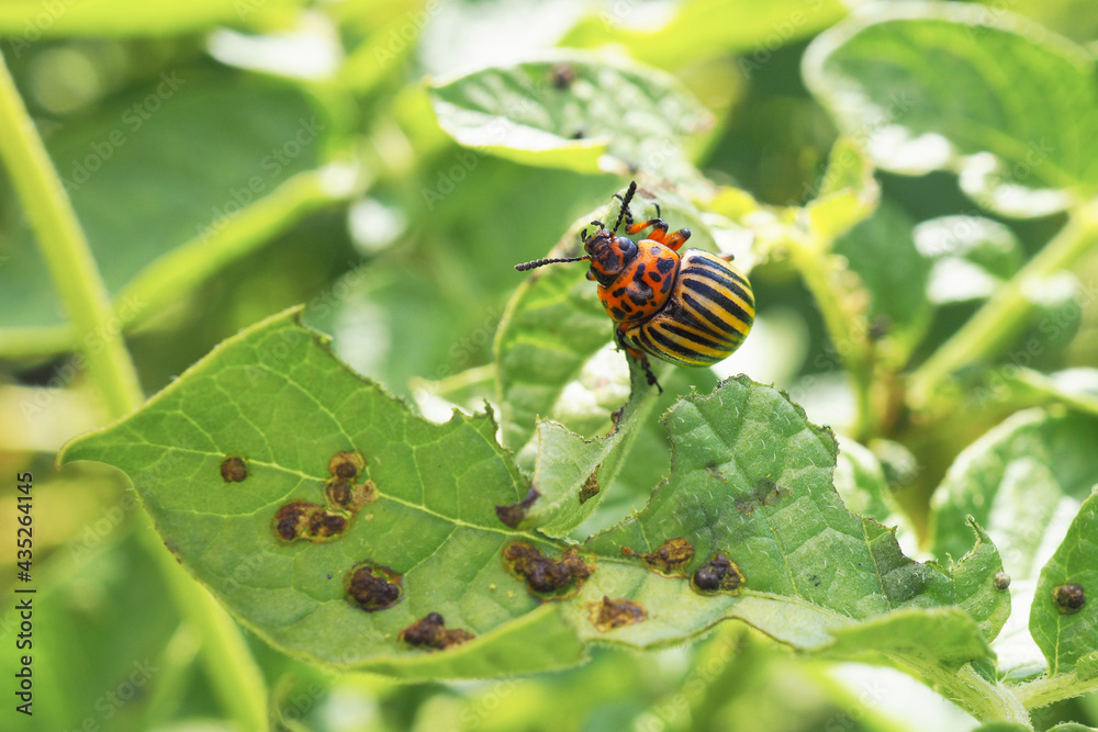 Colorado potato beetle hanging on a gnawed potato leaf. Close-up. An ...