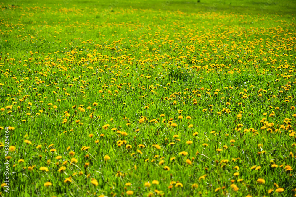 Obraz premium beautiful dandelions in the meadow, spring background