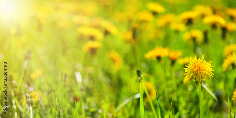 Fototapeta premium beautiful dandelions in the meadow, spring background