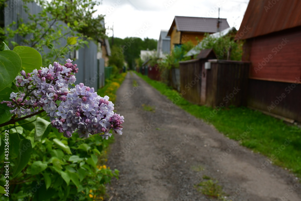 A branch of blooming lilac on a blurry street background in a dacha village on a cloudy spring day