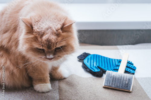 cat sits with a brush and glove for combing wool. Molt concept