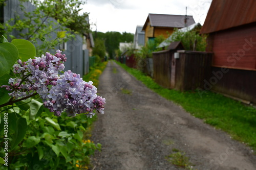 A branch of blooming lilac on a blurry street background in a dacha village on a cloudy spring day