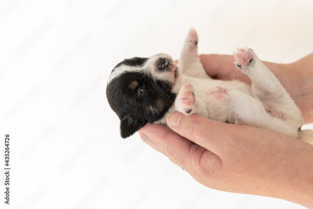Jack Russell Terrier puppy dog 14 days old. Jack Russell Terrier puppy dog 14 days old.