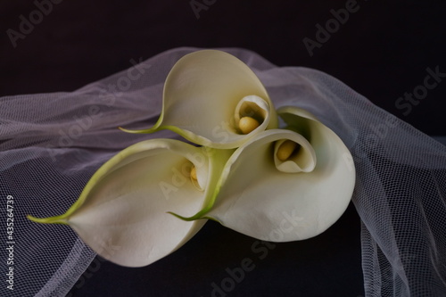 Beautiful flowers - Bud white Calla Lily  Zantedeschia Aethiopica