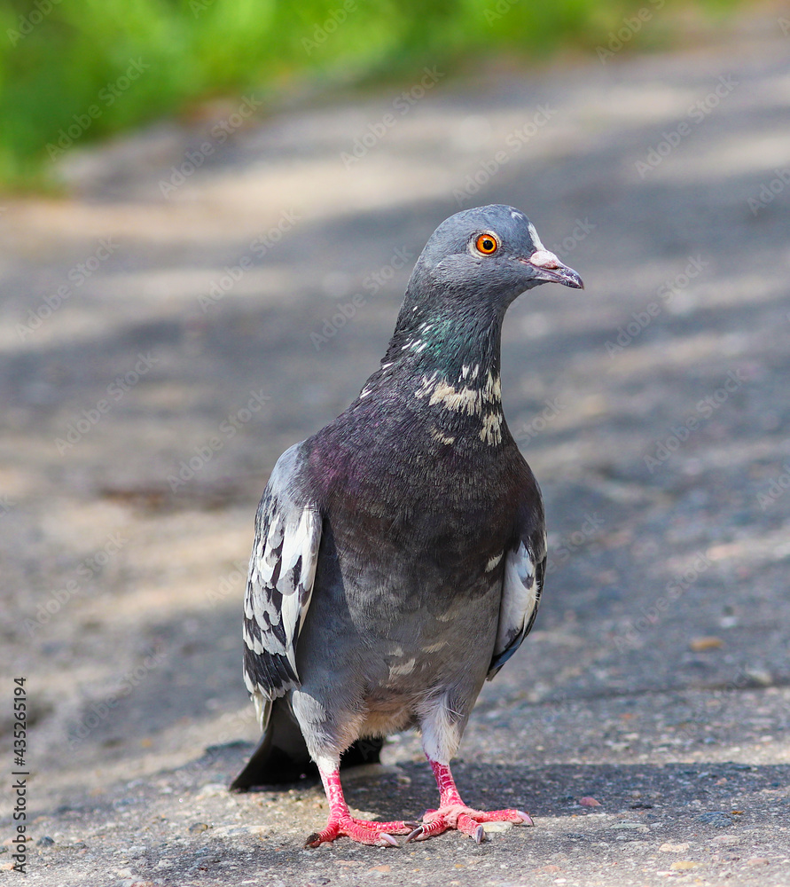 Fototapeta premium Ordinary urban blue pigeon close-up