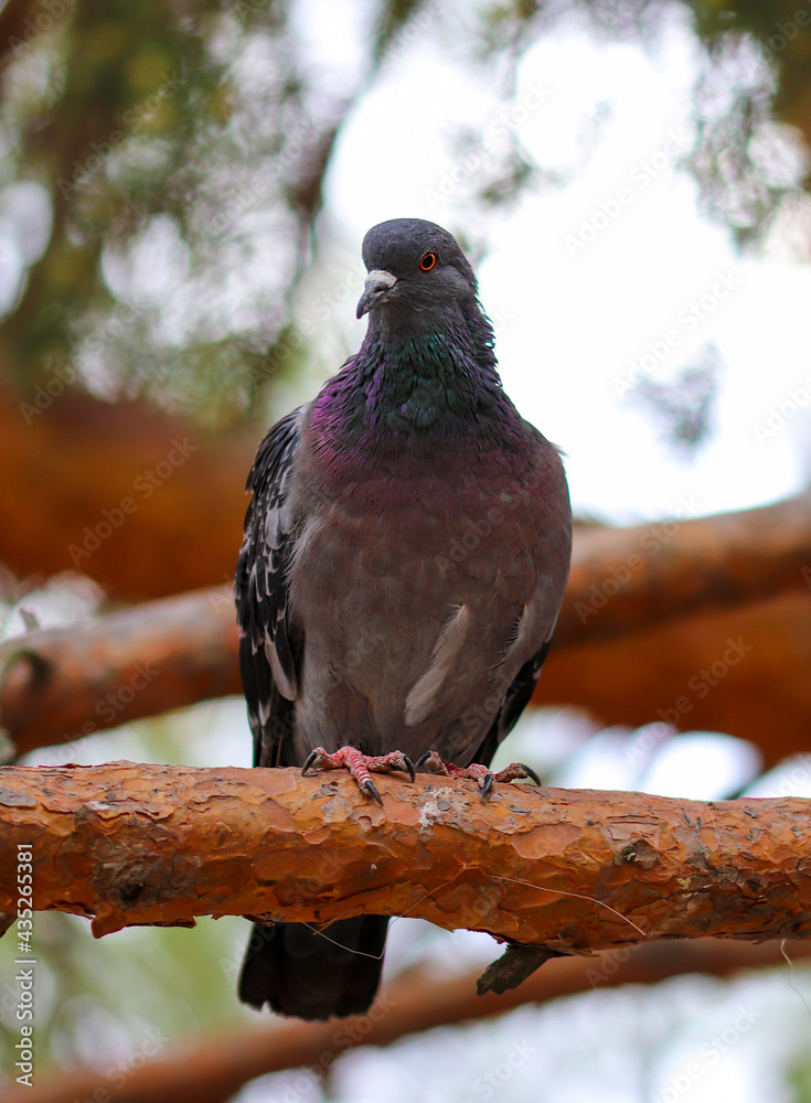 A blue pigeon sits on a pine branch in the forest A blue pigeon sits on a pine branch in the forest