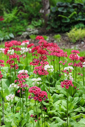 Candelabra Primrose blossom in garden