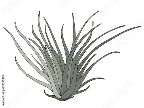 Aerial exotic plant Tillandsia Juncea  vector illustration. Isolated over white background. Hand drawn