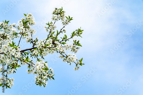 Blooming apple tree. White flowers of an apple tree against a blue sky with clouds, selective soft focus. Abstract natural background. Space for text. Template for postcards.