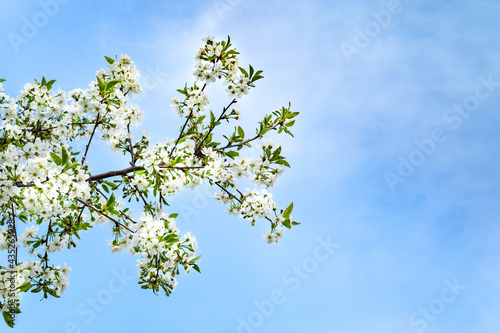 Blooming apple tree background. White flowers of an apple tree against a blue sky, selective soft focus. Abstract natural background. Space for text. Template for postcards.