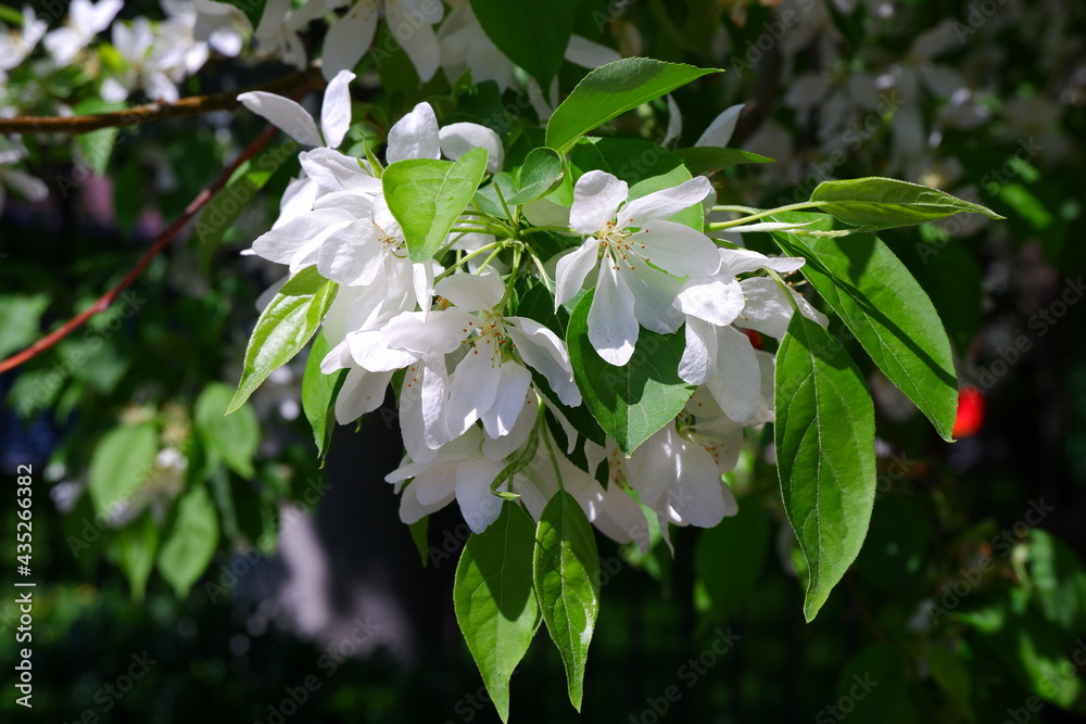 A beautiful flowering tree. Branch of a tree with flowers.